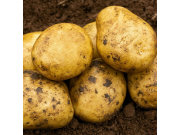 Estima Seed Potatoes (Second Early - 1kg)